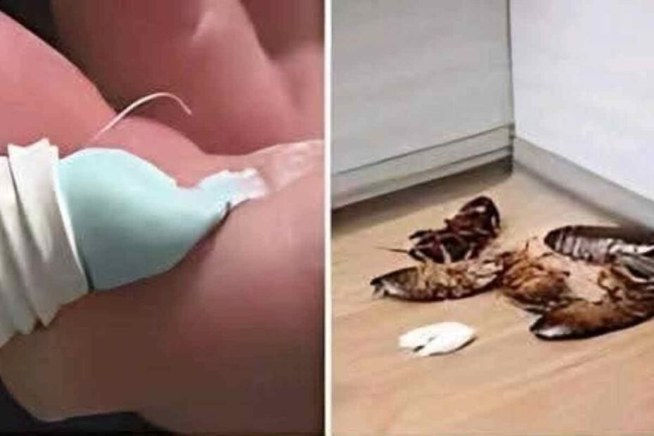 Cómo Eliminar Hormigas y Ácaros en Casa Para Siempre con el Truco