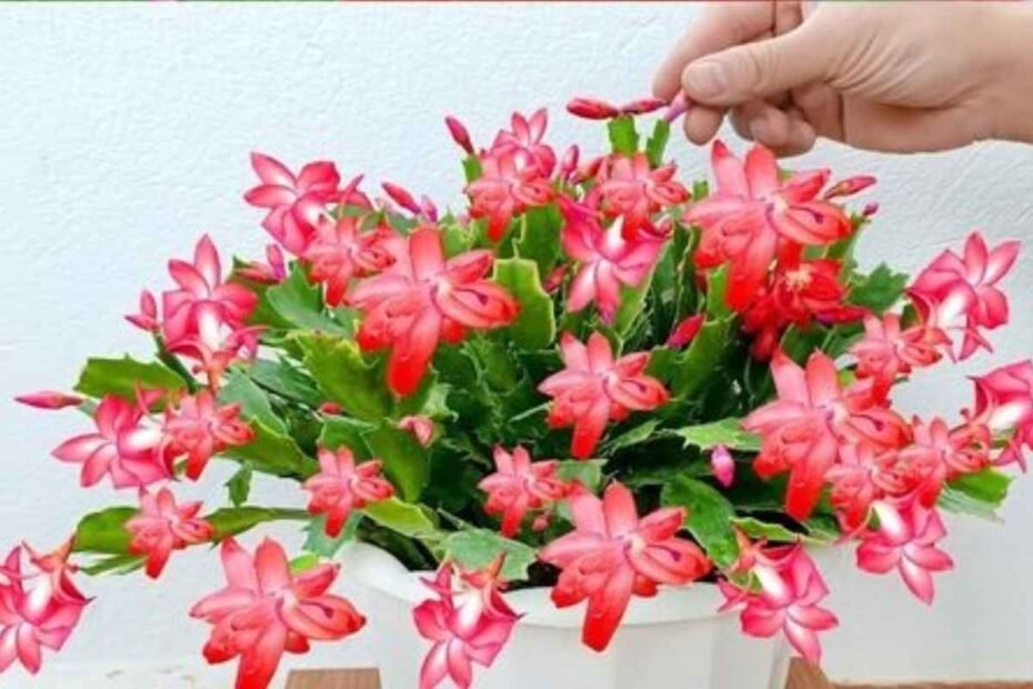 Cómo hacer un fertilizante natural perfecto pra suculentas y cactus