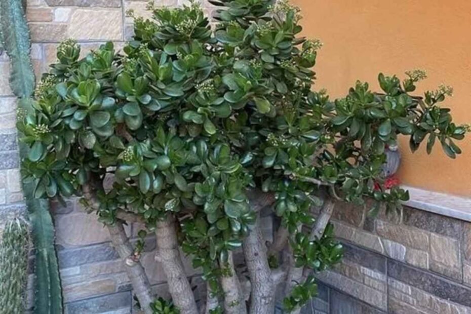 La Planta de Jade! Un Tesoro Natural para Tu Hogar