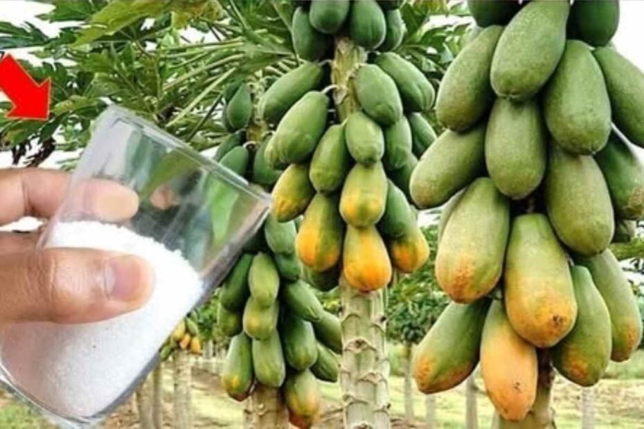 Nunca usarás otro fertilizante mejor que este! 2 ingredientes son suficientes