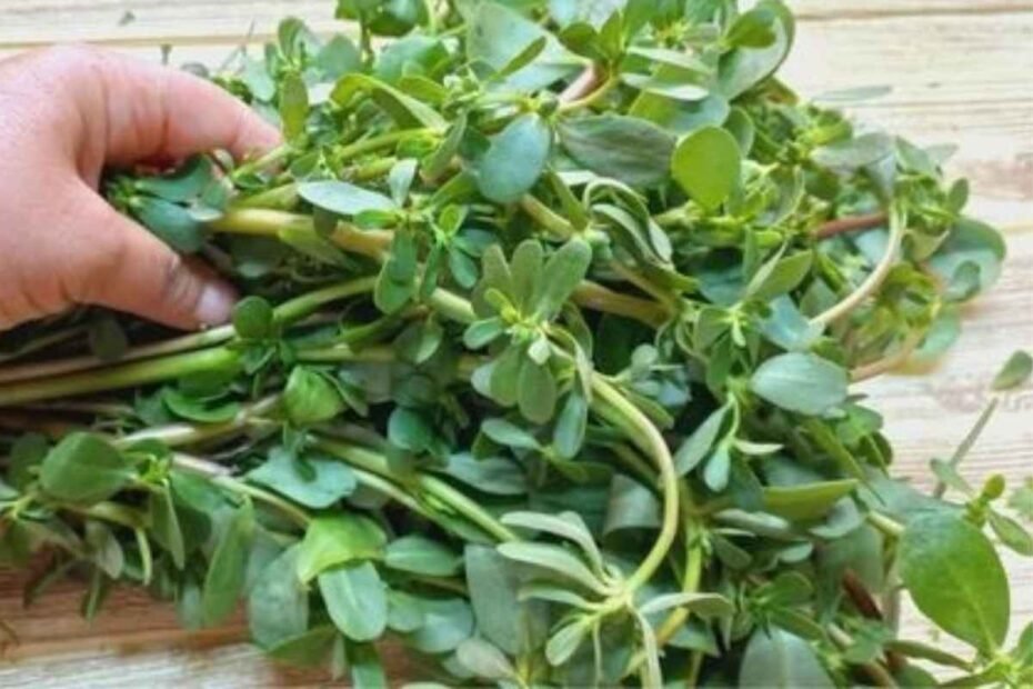 Verdolaga! La Planta que Supera a la Carne en Sabor y Nutrición