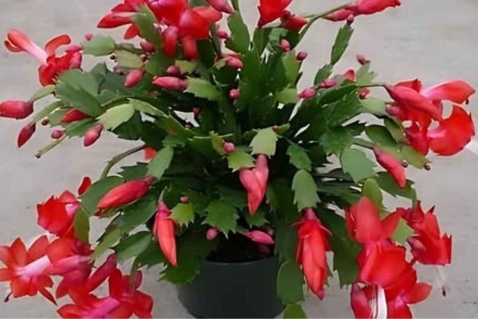 Viértalo en una maceta y no reconocerá su CACTUS DE NAVIDAD