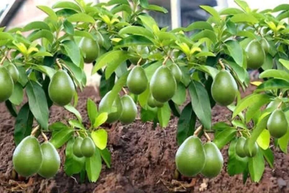 Cómo cultivar un árbol de aguacate en una maceta pequeña en casa