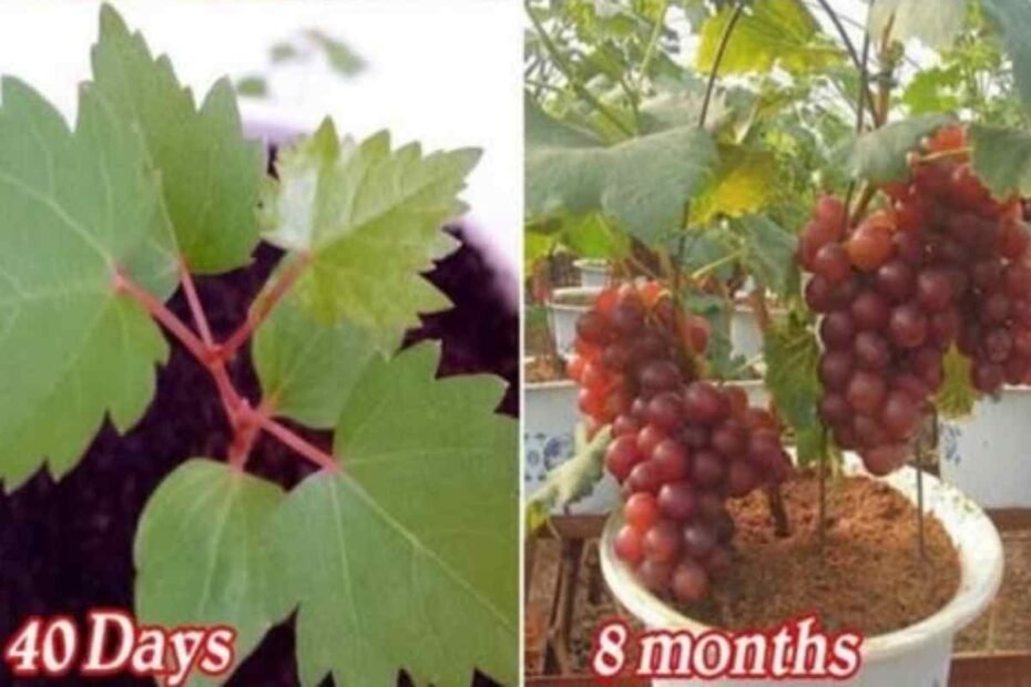 Cultivar uvas a partir de semillas en recipientes! una guía completa para principiantes