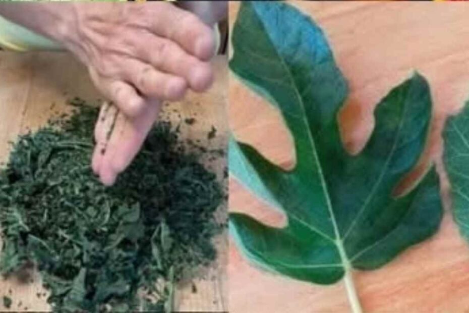 Los Asombrosos Beneficios y Usos de las Hojas de Higo