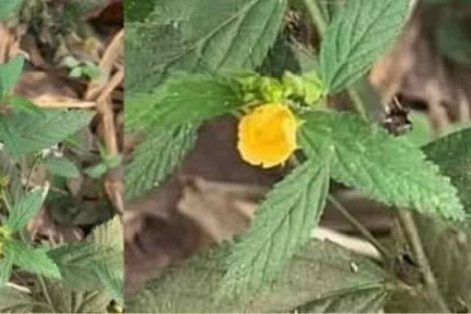 Los Poderosos Beneficios y Usos de la Hierba Testaruda (Sida Acuta)