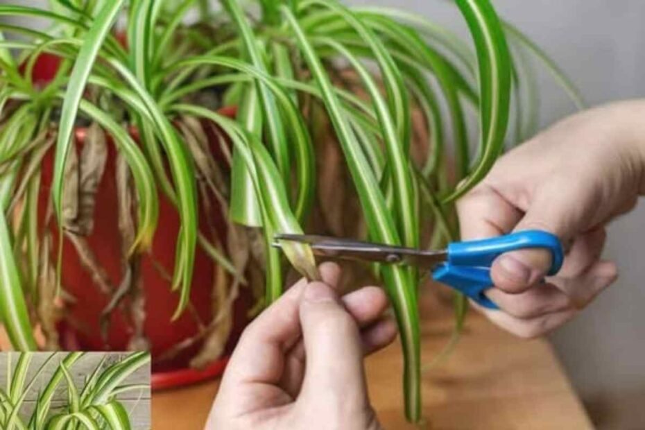Planta Araña! El Tesoro Verde Para Tu Hogar y Salud