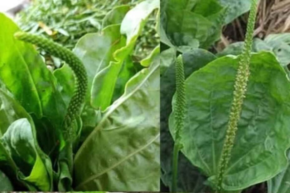 Plantago! Planta Medicinal con Múltiples Beneficios para la Salud
