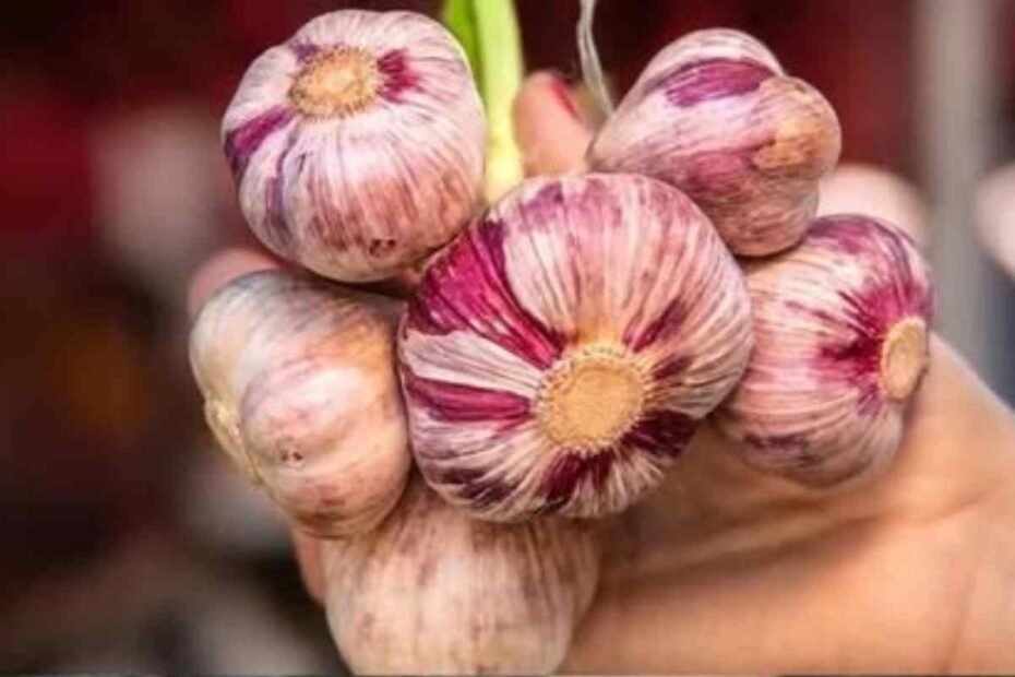 Salar los ajos antes de plantarlos! un truco eficaz para obtener cabezas grandes y saludables