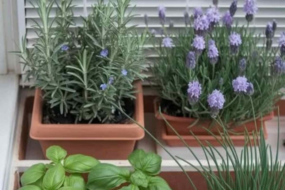 5 Plantas que Mantienen Arañas, Hormigas, Moscas y Mosquitos Fuera de Casa