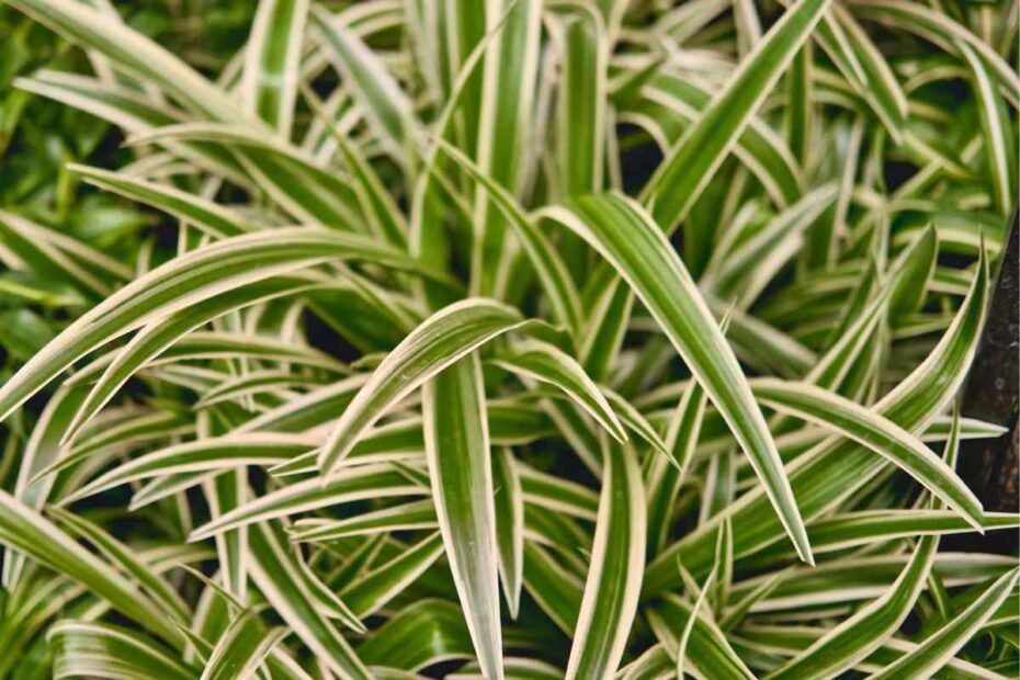 Cómo cuidar y hacer florecer tu ! Guía definitiva para un crecimiento saludable y hermoso