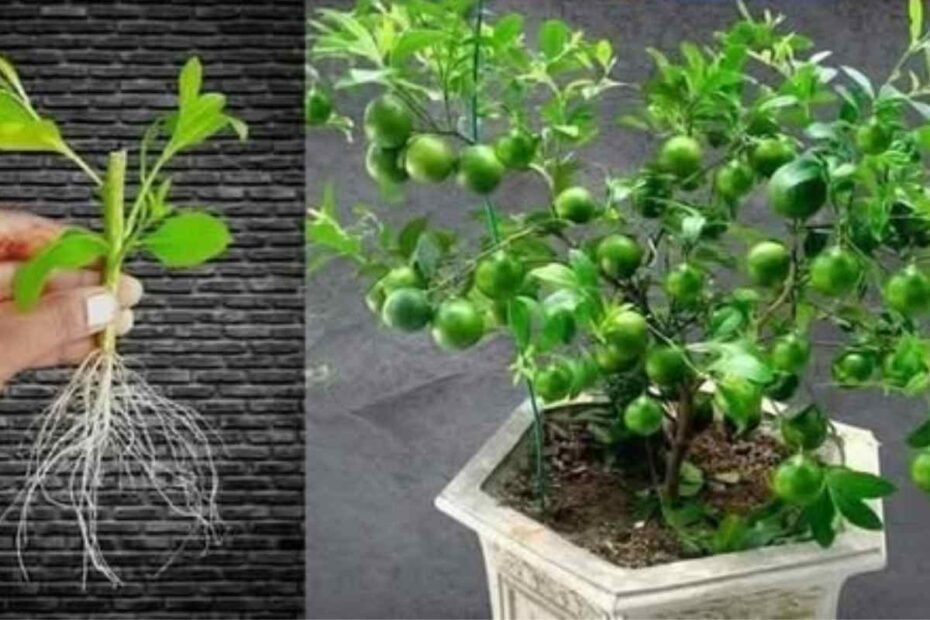 Como fazer Pão caseiro simples e fofinho com poucos ingredientes