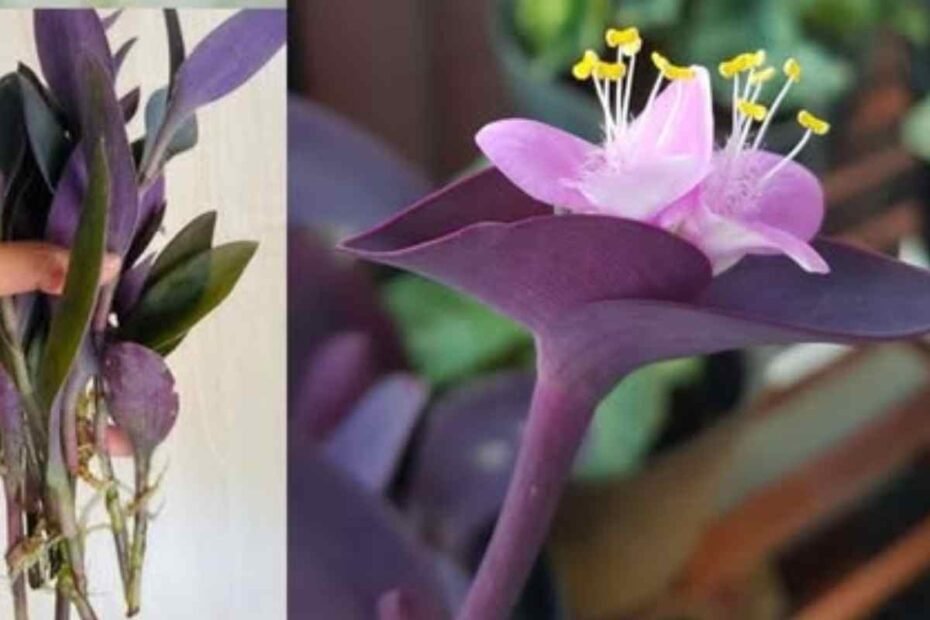 Guía Completa para Cultivar la Setkresia Púrpura! Estrategias Profesionales