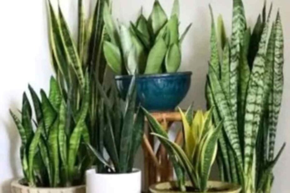 La Lengua de Suegra! Un Compañero Perfecto para tu Hogar y Su Impacto en tu Bienestar