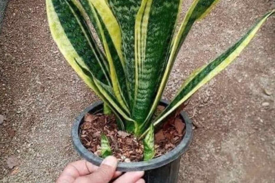 Lengua de Suegra! Propiedades, Beneficios y Usos de un Tesoro Natural en el Hogar