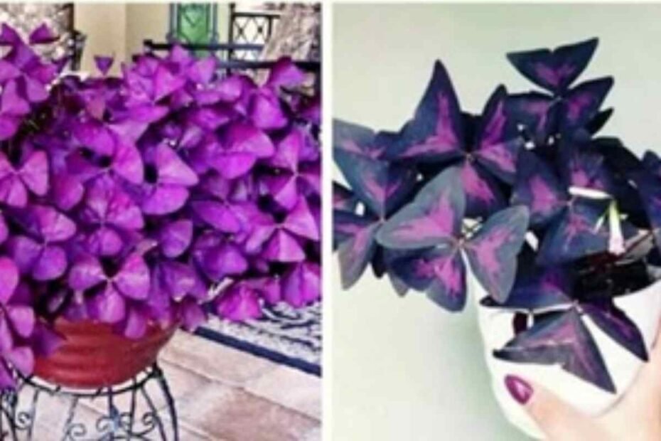 Oxalis del Planta de la Felicidad! La Razón por la que Esta Planta de Habitación Debería Estar en Todas las Casas