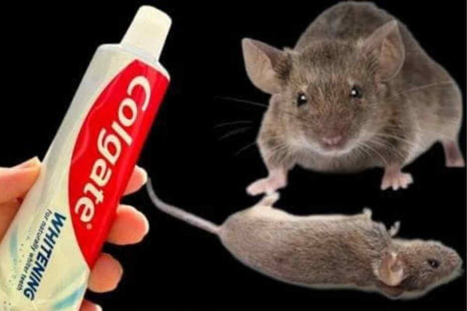 Vas a eliminar en el mismo día ratones, cucarachas y hormigas usando este ingrediente de esta manera