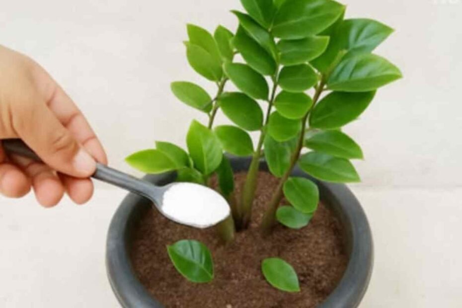 ¡Una cucharada que transforma tus plantas! El fertilizante casero